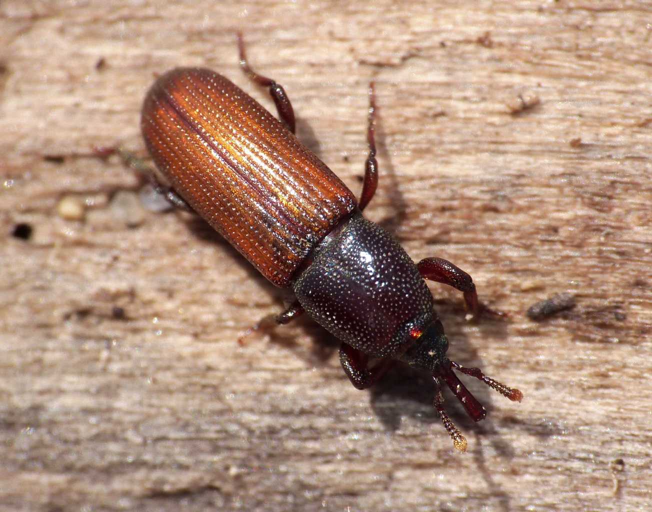 Piccoli Curculionidae? Mesites pallidipennis (Sardegna)